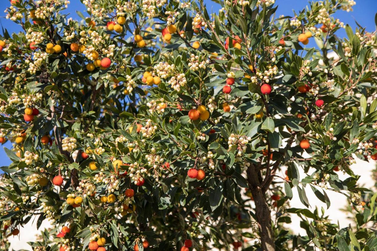 Masseria Lilei Lizzanello Kültér fotó